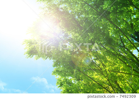 Fresh green and sunlight 7492309