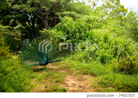 Peacock Peacock 7492503
