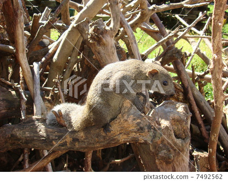 Squirrel squirrel 7492562