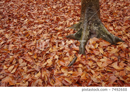 Lake autumn beech forest 7492688