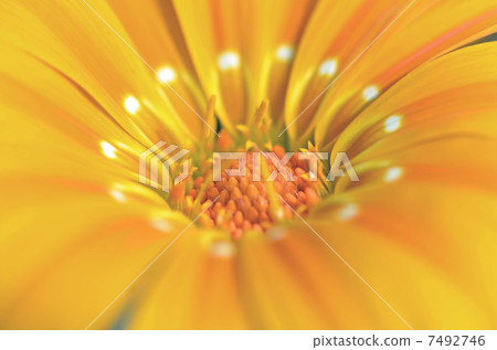 雜色菊（獎牌菊花） 7492746