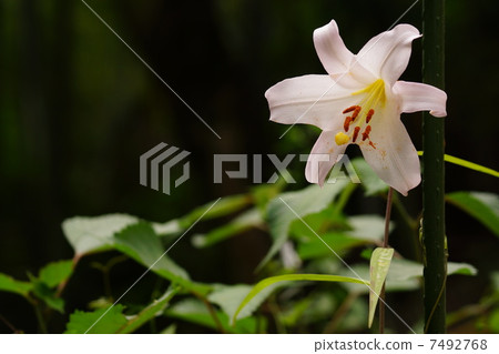 SasaYuri SasaYuri 7492768