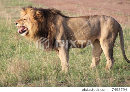 冠軍獅子 7492794