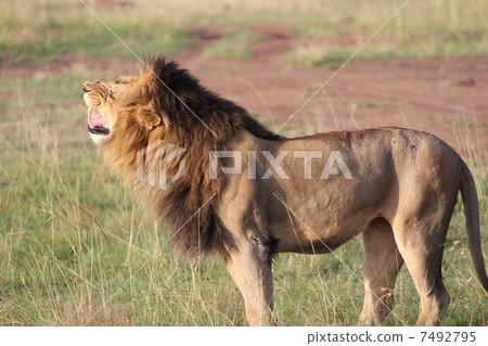 冠軍獅子 7492795