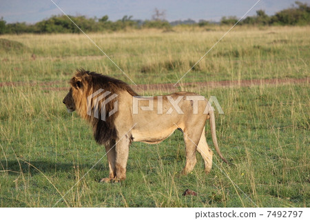 冠軍獅子 7492797