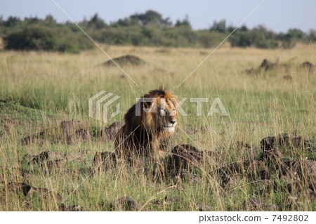 冠軍獅子 冠軍獅子 7492802