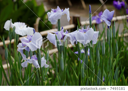 Horikiri是鳶尾花園的光牧羊人紫色鳶尾，煙霧傍晚的天空 7493181