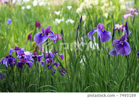 Horikiri虹膜庭院紫色虹膜·在tatami和年輕葉子的新綠色 7493189