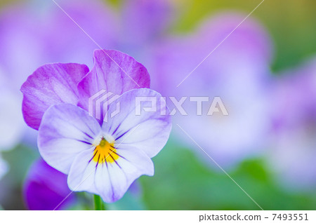 花 7493551
