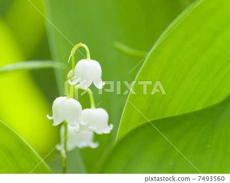 Suolan in leaves (sideways) 7493560