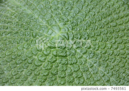 Leaves of Ohibaibasu 7493561