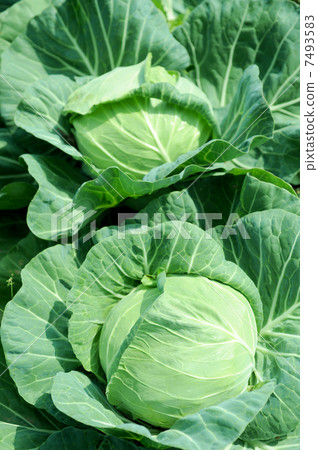 Spring cabbage 7493583