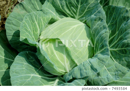 Spring cabbage 7493584