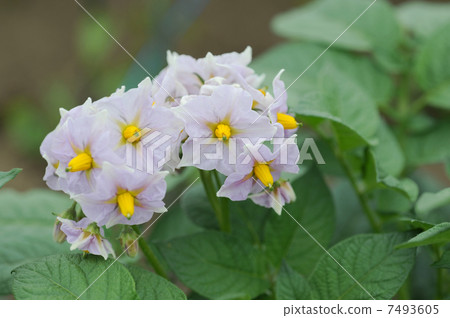 Potato flowers 7493605