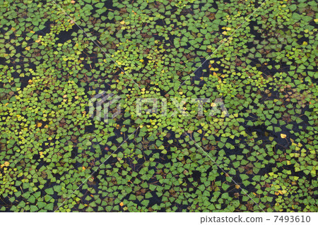 Water plants Water plants 7493610