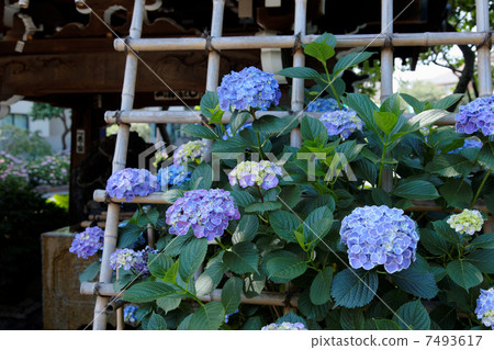 Hydrangea Shrine Mitarai beautiful white and purple covering hydrangea flowers Hydrangea Shrine Mitarai beautiful white and purple covering hydrangea flowers 7493617