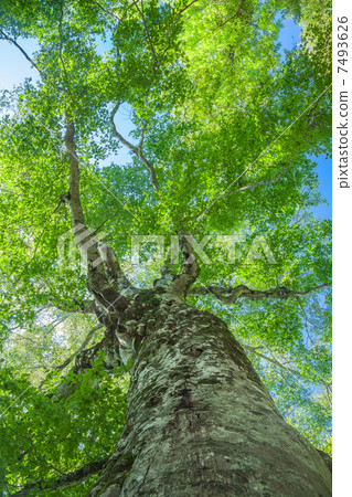 Fresh green bean - Tsugaru pass mother tree 7493626