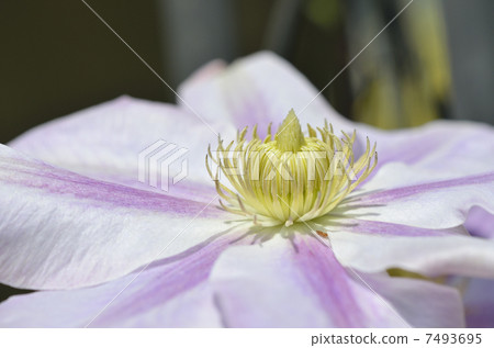 Clematis Clematis 7493695