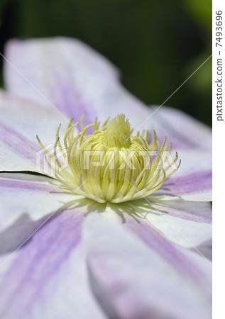 Clematis 7493696