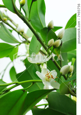 White sakaki flowers 7493756