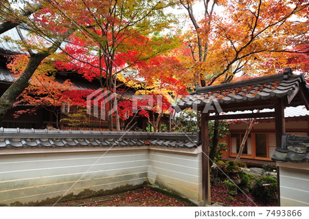 京都高知寺秋葉 京都高知寺秋葉 7493866