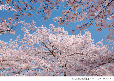 Cherry Blossoms   7493886