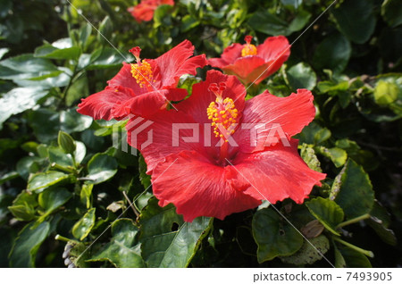 Hibiscus 7493905