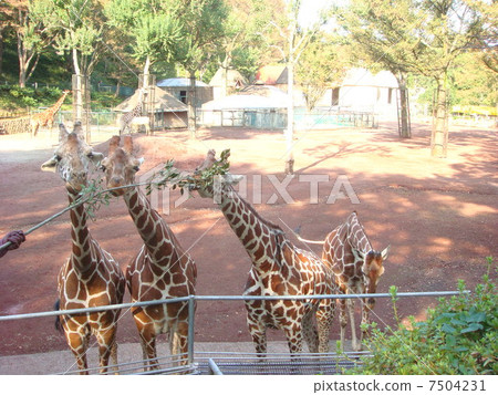 To feed birthday giraffe feed To feed birthday giraffe feed 7504231