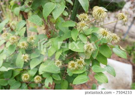 鐵絲種子 7504233