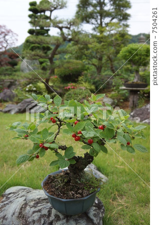 Yusaura沒有盆景 Yusaura沒有盆景 7504261