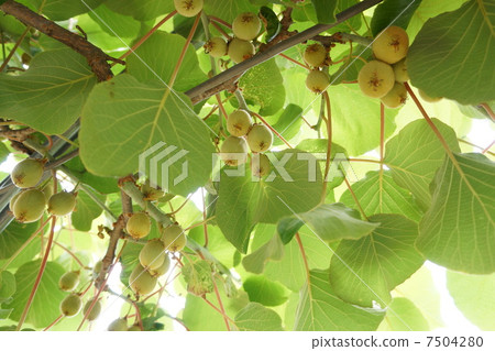 Kiwi shelf Kiwi shelf 7504280