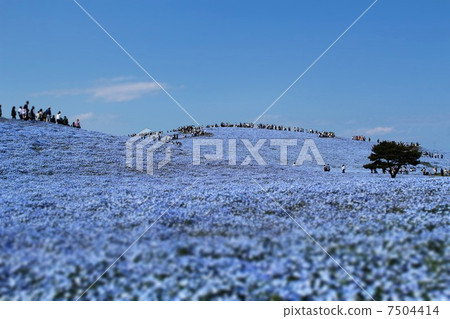 Nemophila Nemophila 7504414