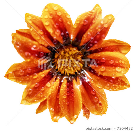 Single flower of tiger Gazania with drops. (Splendens genus aste 7504452
