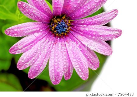 Single flower of Gazania with drops. (Splendens genus asteraceae 7504453