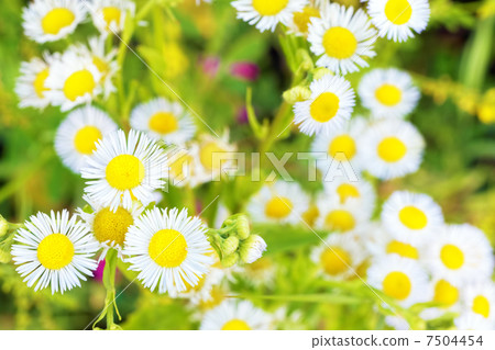 On the field with White wild camomiles On the field with White wild camomiles 7504454