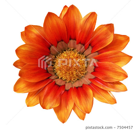 Single flower of Gazania. (Splendens genus asteraceae).Isolated 7504457