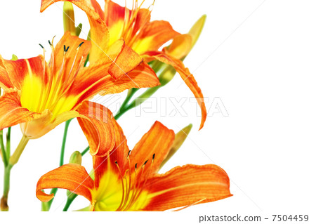 Tiger(striped) lilies on white background. Isolated 7504459
