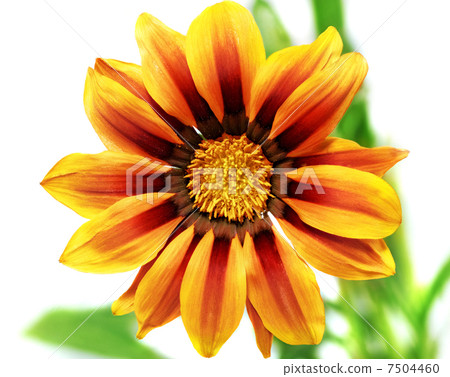 Single flower of tiger Gazania. (Splendens genus asteraceae).Iso 7504460