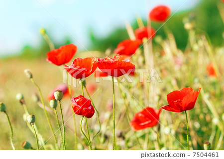 Summer day in  meadow full of blooming poppies 7504461