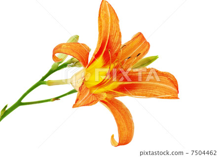 Tiger(striped) lilies on white background. Isolated 7504462