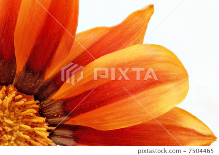 Single flower of Gazania. (Splendens genus asteraceae).Isolated 7504465