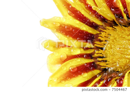 Single flower of tiger Gazania with drops. (Splendens genus aste 7504467