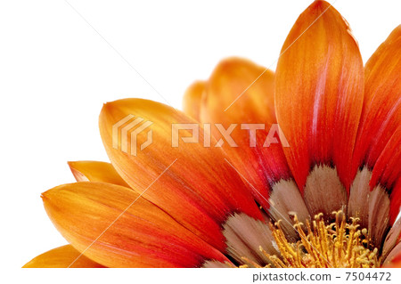 Single flower of Gazania. (Splendens genus asteraceae).Isolated 7504472