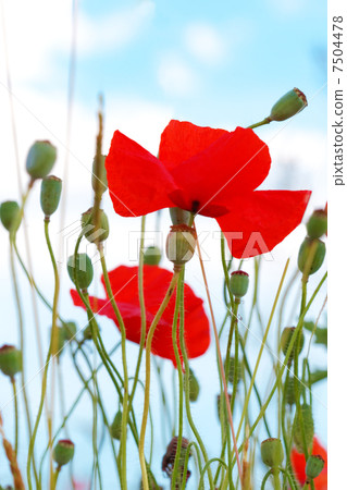 Summer day in  meadow full of blooming poppies 7504478