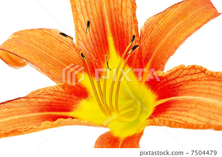 Tiger(striped) lilies on white background. Isolated 7504479