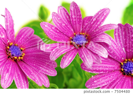 Flowers of Gazania with drops. (Splendens genus asteraceae) 7504480