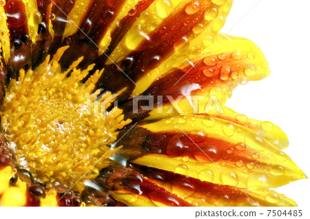 Single flower of tiger Gazania with drops. (Splendens genus aste 7504485