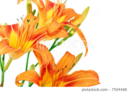 Tiger(striped) lilies on white background. Isolated 7504486