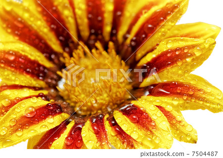 Single flower of tiger Gazania with drops. (Splendens genus aste 7504487