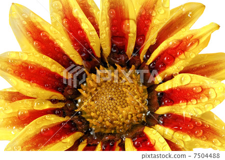 Single flower of tiger Gazania with drops. (Splendens genus aste 7504488